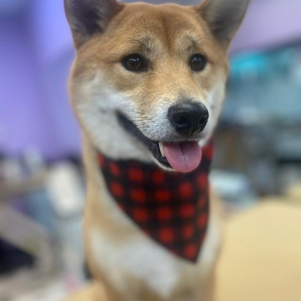 Meet your Posher, Chelsie